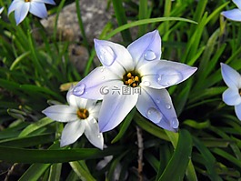 花,植物,滴
