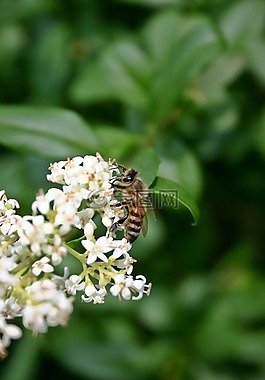 蜜蜂,昆蟲,開花