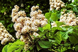 性質(zhì),開花,春天