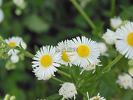野甘菊,绿色,白