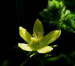 花,盛開,開放