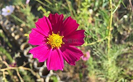 宇宙,花園,美麗的花