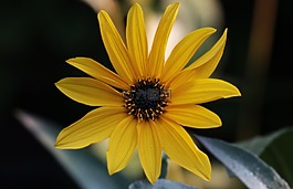 花,太陽花,黃色