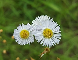 燈盞細辛,鮮花,野花
