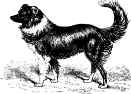 動(dòng)物,邊境,狗