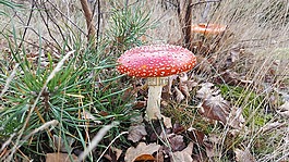 秋季,padestoel,紅色