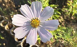 宇宙,花卉,花園
