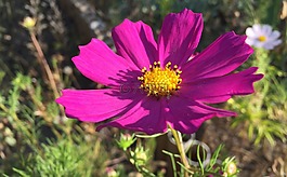 宇宙,花園,鮮花