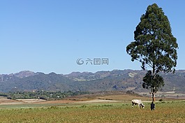 景觀,壁紙,背景