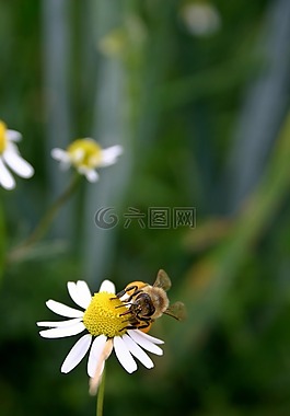 蜜蜂,昆蟲,開花