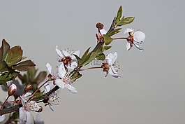花,夏天,植物