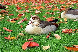 nilgans,鸭,水禽