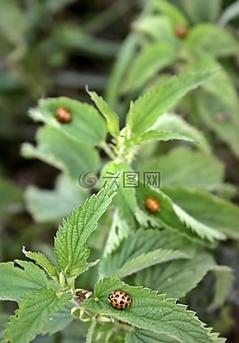 瓢蟲,甲蟲,昆蟲