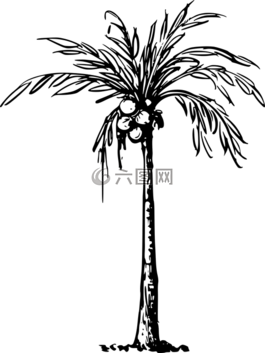 椰子,棕櫚,植物