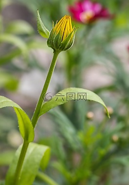 黃色,花,花園里的花
