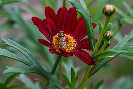 花,昆蟲,花園里的花