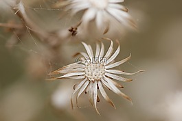 綠色,褐色,花卉