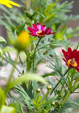 鮮花,花園里的花,特寫