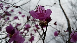映山红,春天,鲜花