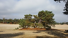 沙丘,砂,荷蘭風(fēng)景