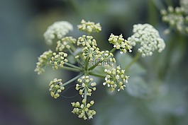綠色,花卉,植物