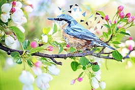 鳥,性質,動物