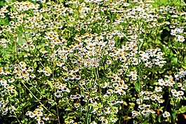洋甘菊,观赏甘菊,鲜花