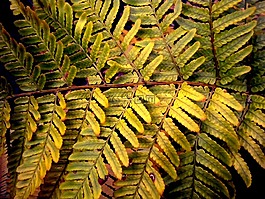 蕨類植物,自然,綠色