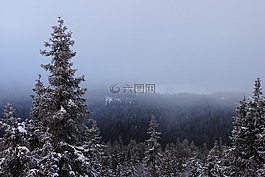 冬季,圣誕樹,雪