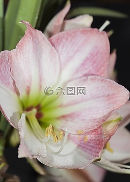 朱頂,它的,知