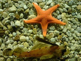 海星,海,水族館