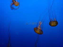 水母,海,水族館