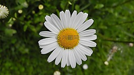玛格丽特,草地,花
