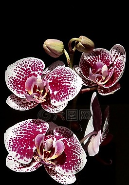 時光,紫色,花
