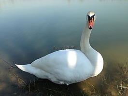 天鵝,野生動物,鳥