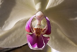 蘭花,白,花