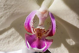 蘭花,白,花