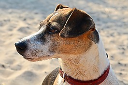 狗,小獵犬,海灘