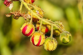 蕃茄,荔枝番茄,水果