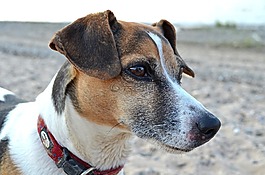 狗,小獵犬,海灘