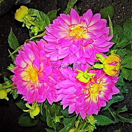 鮮花,大麗花,觀賞植物