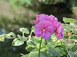 花,粉紅色,性質(zhì)