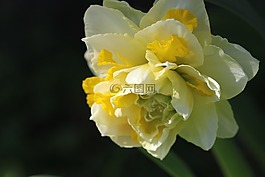 黃色,花卉,花園