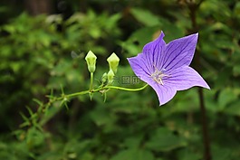 中國,花,紫色