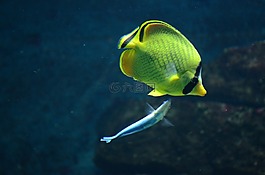 魚,水族館,動物園