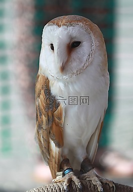 谷倉貓頭鷹,貓頭鷹,鳥