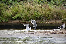 動物,河,水邊