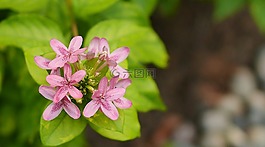 自然,植物區(qū)系,花