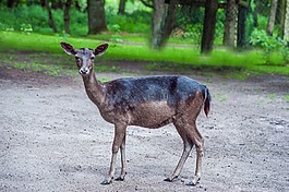 達(dá)姆野,性質(zhì),動(dòng)物世界