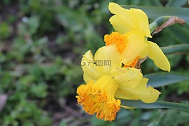 黃色,花卉,花園